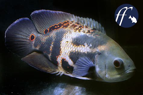 花豬魚|美洲慈鯛: Astronotus ocellatus地圖魚／地圖花豬